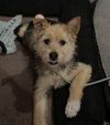 Tiny - Photo 1