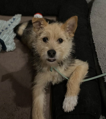 TINY - Shepherd / Poodle (unknown type) available for adoption