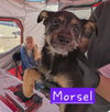 Audrey - Adoption Pending - Photo 4