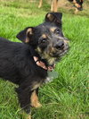 Audrey - Adoption Pending - Photo 1