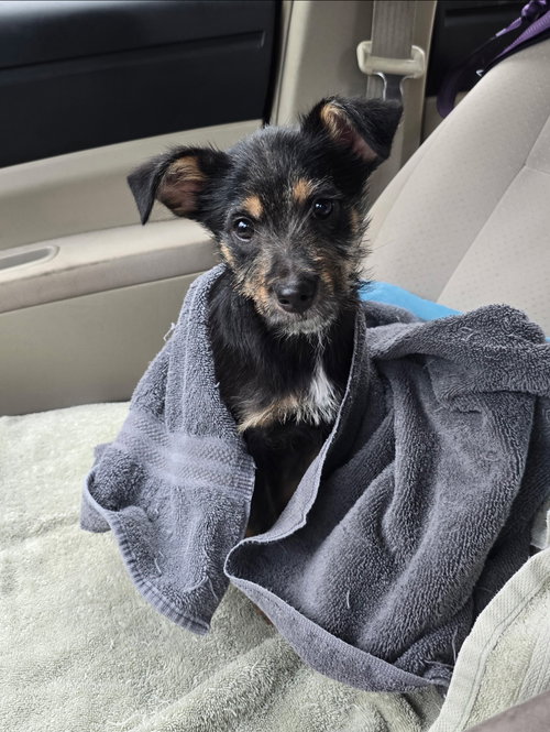 AUDREY - ADOPTION PENDING - Shepherd / Poodle (Miniature) available for adoption