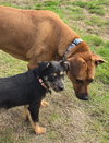 Audrey - Adoption Pending - Photo 3