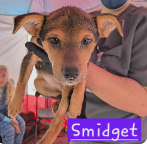 Smidget