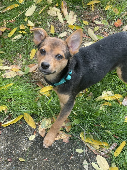 picture of the dog needing adoption