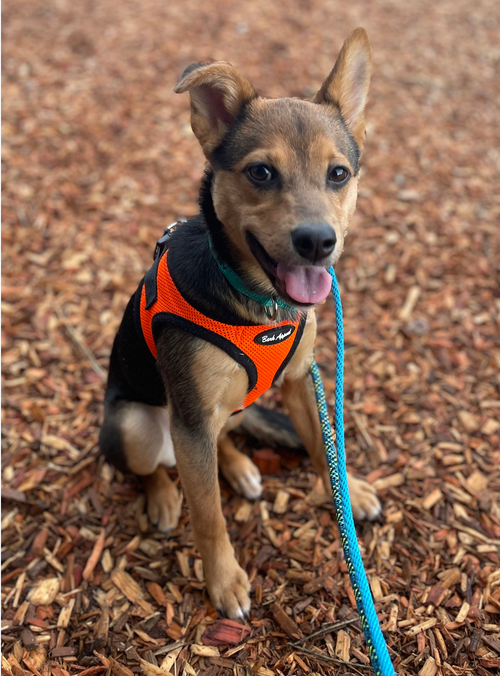 SMIDGET - Shepherd / Poodle (Miniature) available for adoption