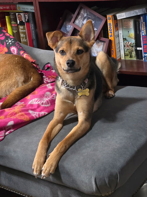 Smidget, an adoptable Shepherd in Seattle, WA