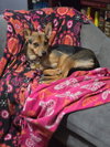 Sage - Photo 4