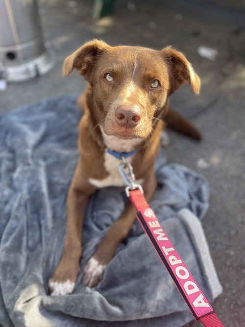 MAUI - Australian Shepherd / Labrador Retriever available for adoption