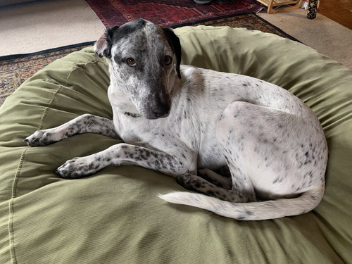 picture of the dog needing adoption