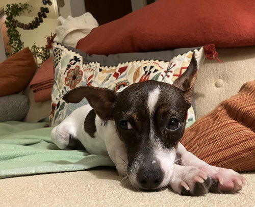 LUKE - Chihuahua available for adoption