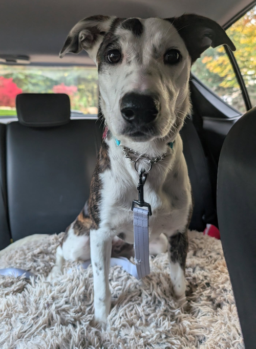 picture of the dog needing adoption