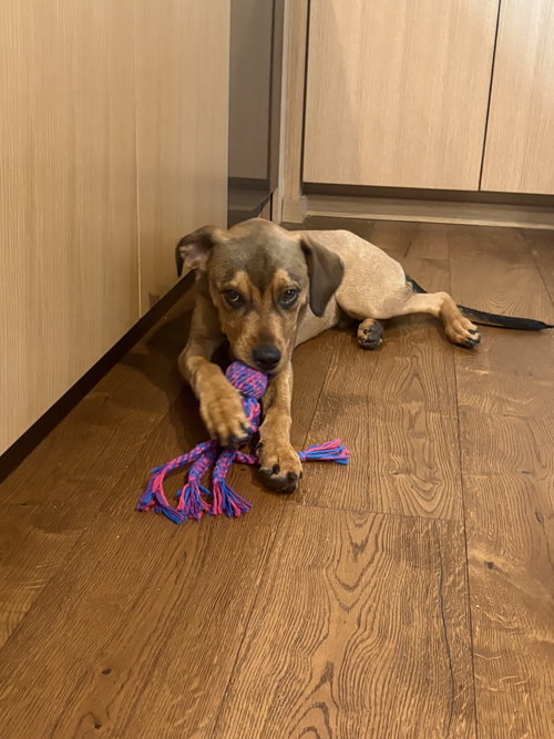 *WALDO -- PENDING - Shepherd available for adoption