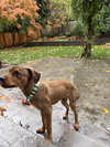 *Waldo -- PENDING - Photo 3