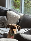 *Waldo -- PENDING - Photo 4