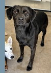 * Opal -- PENDING - Photo 6
