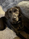 * Opal -- PENDING - Photo 1