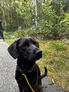 * Opal -- PENDING - Photo 2