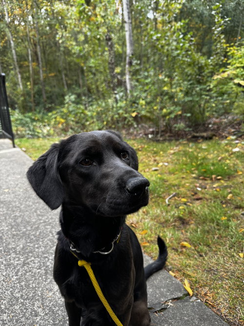 * OPAL -- PENDING - Labrador Retriever available for adoption