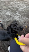 * Opal -- PENDING - Photo 3