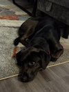 * Opal -- PENDING - Photo 4
