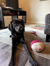 * Opal -- PENDING - Photo 5