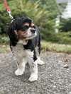 * Bella - HOLD - Photo 3