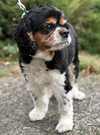 * Bella - HOLD - Photo 1