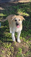 Dolly - Puppy - Photo 6