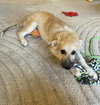 Dolly - Puppy - Photo 8