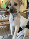 Dolly - Puppy - Photo 2