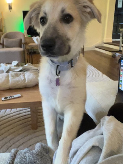 DOLLY - PUPPY - Great Pyrenees available for adoption