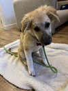 Dolly - Puppy - Photo 3