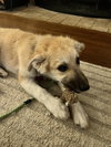 Dolly - Puppy - Photo 5