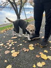 Dolly - Puppy - Photo 4