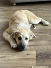 Dolly - Puppy - Photo 7
