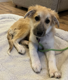 Dolly - Puppy - Photo 1