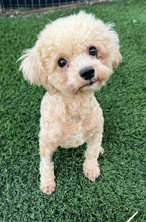 SOLEI - PENDING - Poodle (Miniature) available for adoption