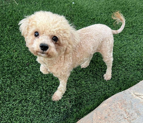 SOLEI - PENDING - Poodle (Miniature) available for adoption