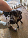 Zander - Photo 12