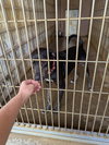 Zander - Photo 14