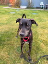 Zander - Photo 10