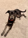Zander - Photo 3
