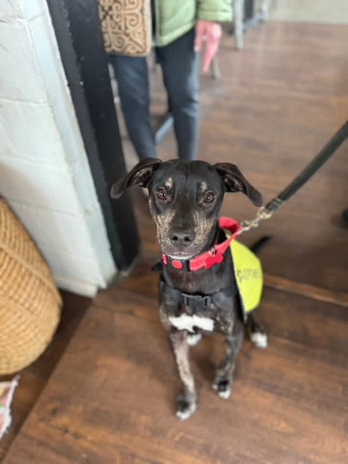 ZANDER - Hound / Whippet available for adoption