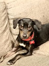 Zander - Photo 6