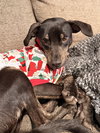 Zander - Photo 5