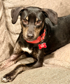Zander - Photo 1