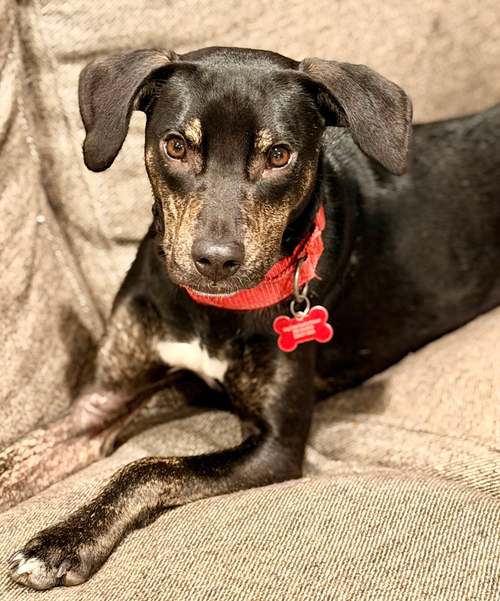 ZANDER - Hound / Whippet available for adoption