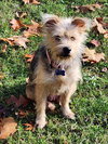 Cutie Pie - PENDING - Photo 2