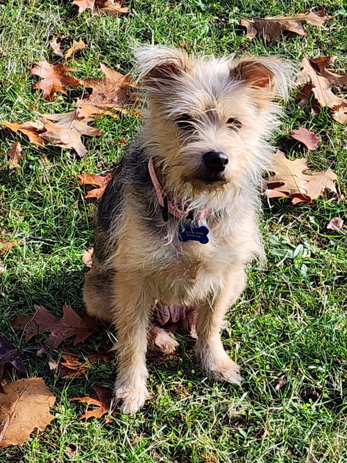 CUTIE PIE - PENDING - Poodle (Miniature) / Shepherd available for adoption