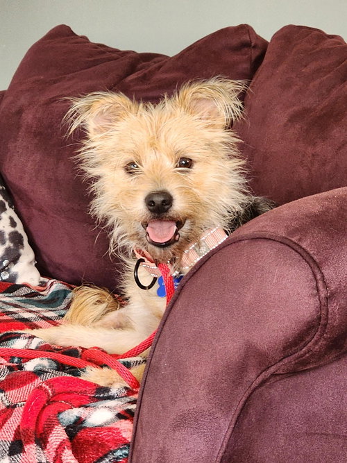 picture of the dog needing adoption